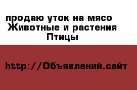 продаю уток на мясо  -  Животные и растения » Птицы   